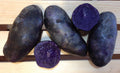 Magic Molly, Seed Potatoes