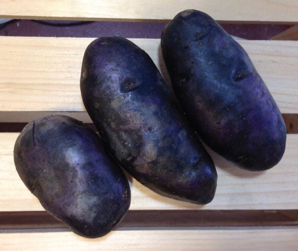 Magic Molly, Seed Potatoes
