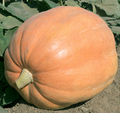 Mammoth Gold, Pumpkin Seeds