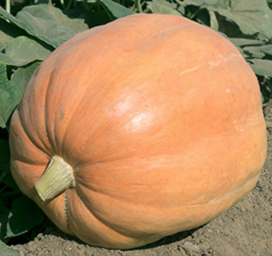 Mammoth Gold, Pumpkin Seeds
