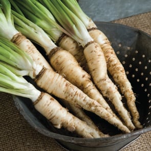 Mammoth, Salsify Seed