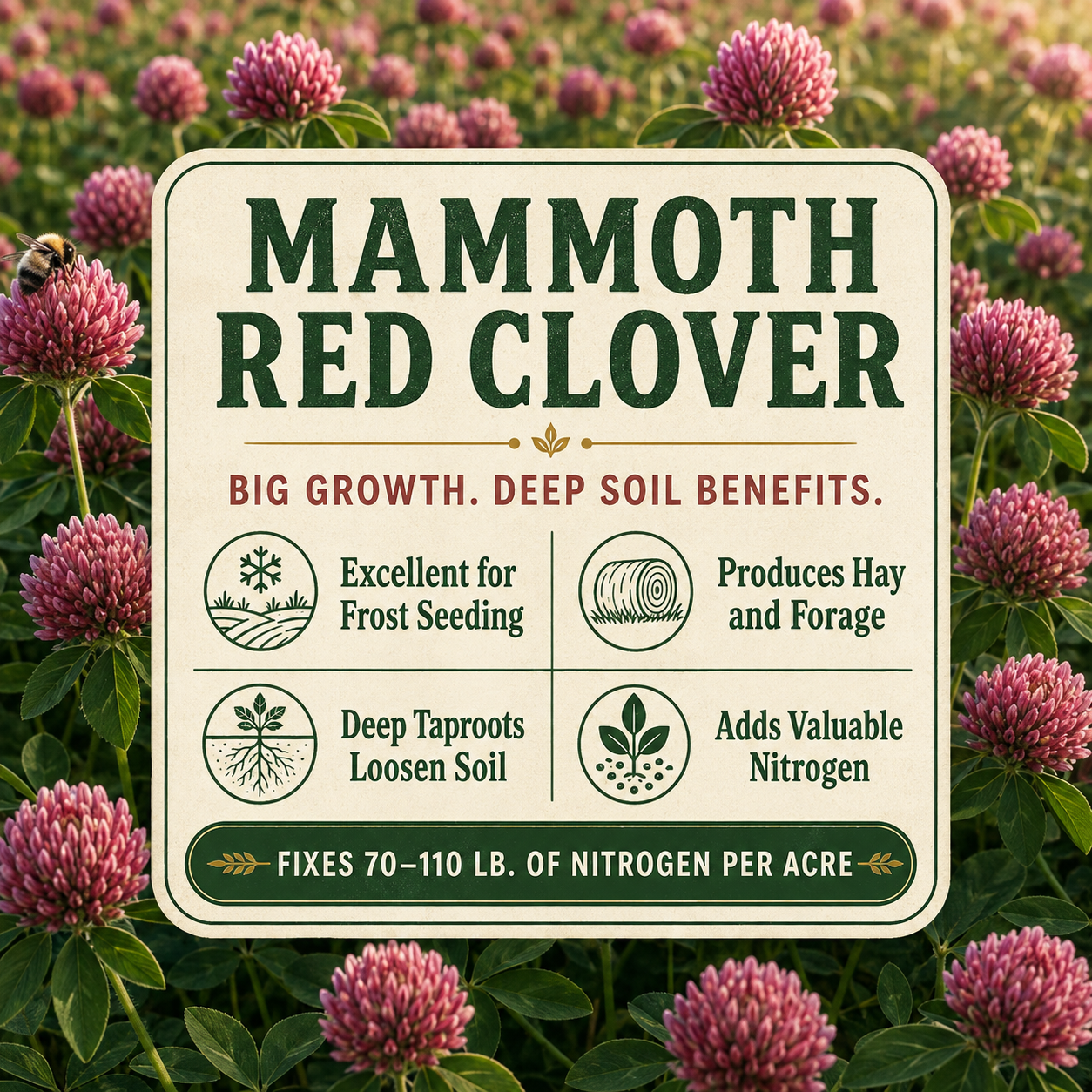 Mammoth Red Clover forage and soil benefits