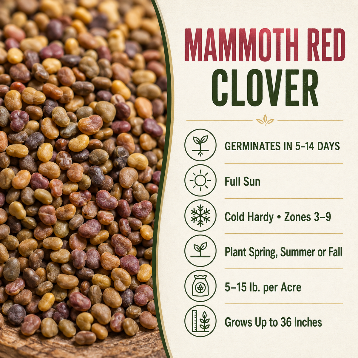 Mammoth Red Clover growing guide and seed
