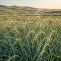 Mandan Wildrye Grass field crop