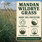 Mandan Wildrye Grass soil protection benefits