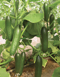 Manny, (F1) Cucumber Seeds