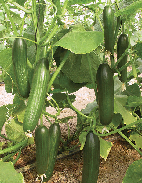Manny, (F1) Cucumber Seeds