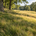 Marco Polo, Sheep Fescue Seed
