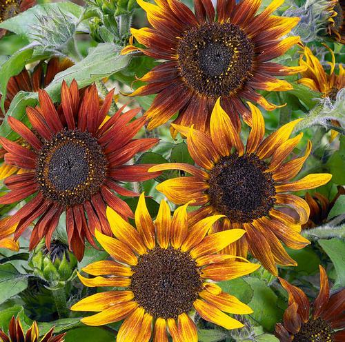 Mardi Gras Blend Tall, Sunflower Seeds