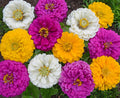 Mardi Gras, Zinnia Seeds