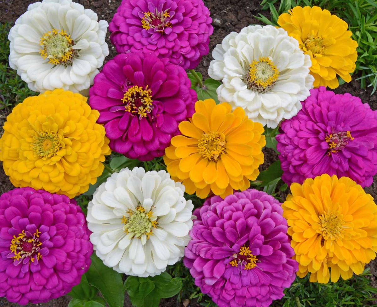 Mardi Gras, Zinnia Seeds
