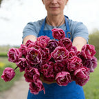 Margarita, Tulip Bulbs