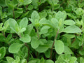 Sweet, Marjoram Seed