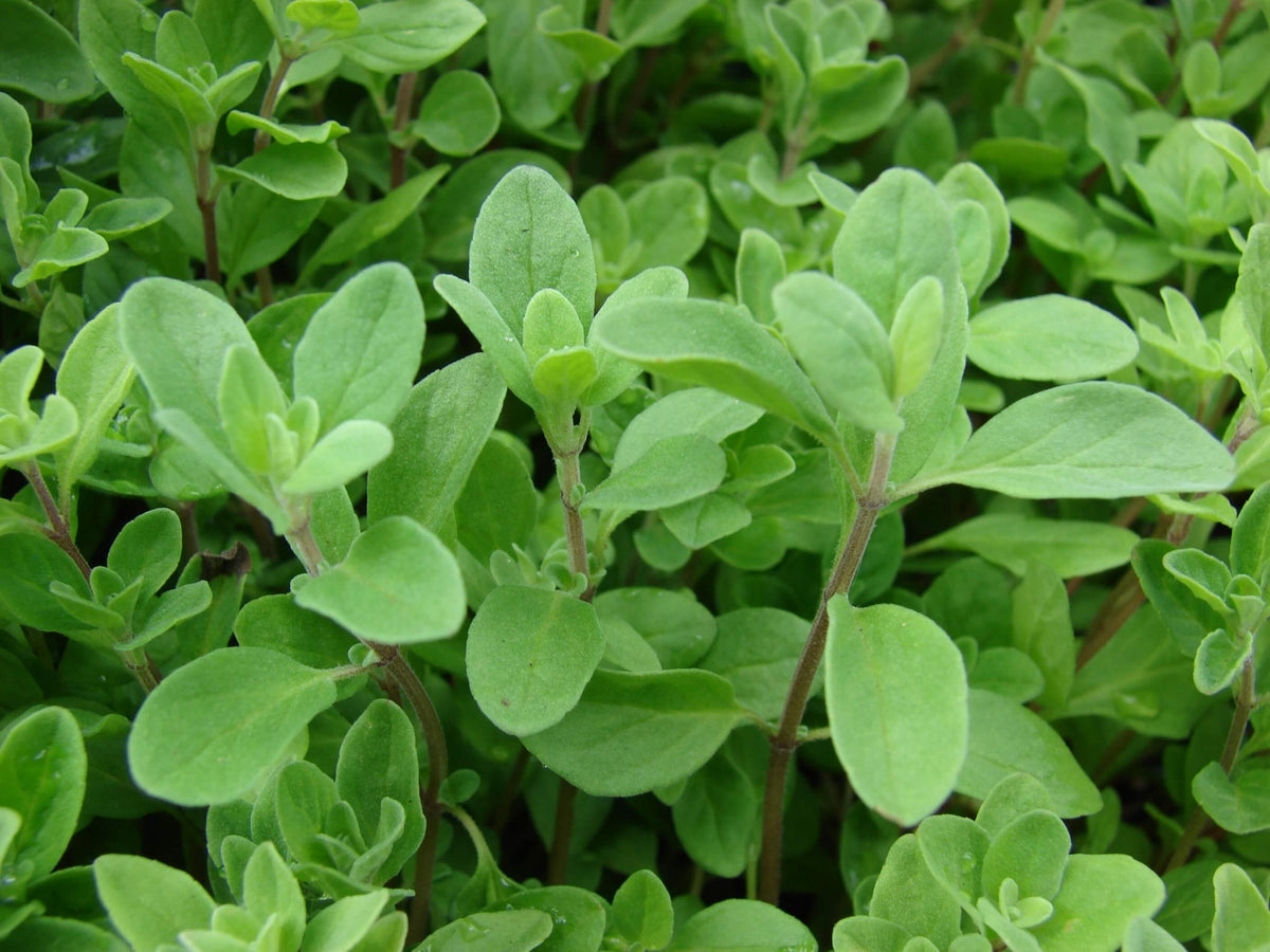 Sweet, Marjoram Seed