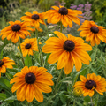 Marmalade, Black-Eyed Susan Seed