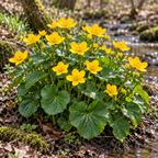 Marsh Marigold, Caltha Seed