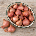 Matador Organic (F1) Shallot Seeds