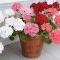 Mix Maverick, Geranium Seeds