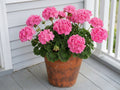 Pink Maverick, Geranium Seeds