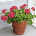 Violet Maverick, Geranium Seeds
