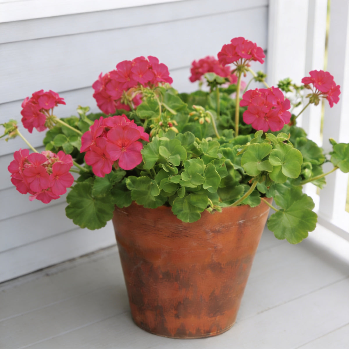 Violet Maverick, Geranium Seeds