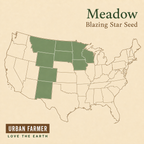 Meadow, Blazing Star Seed