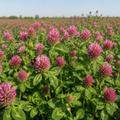 Medium Red Clover flowering crop