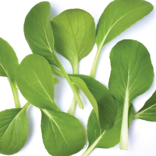 Mei Qing Choi, Pak Choi Cabbage