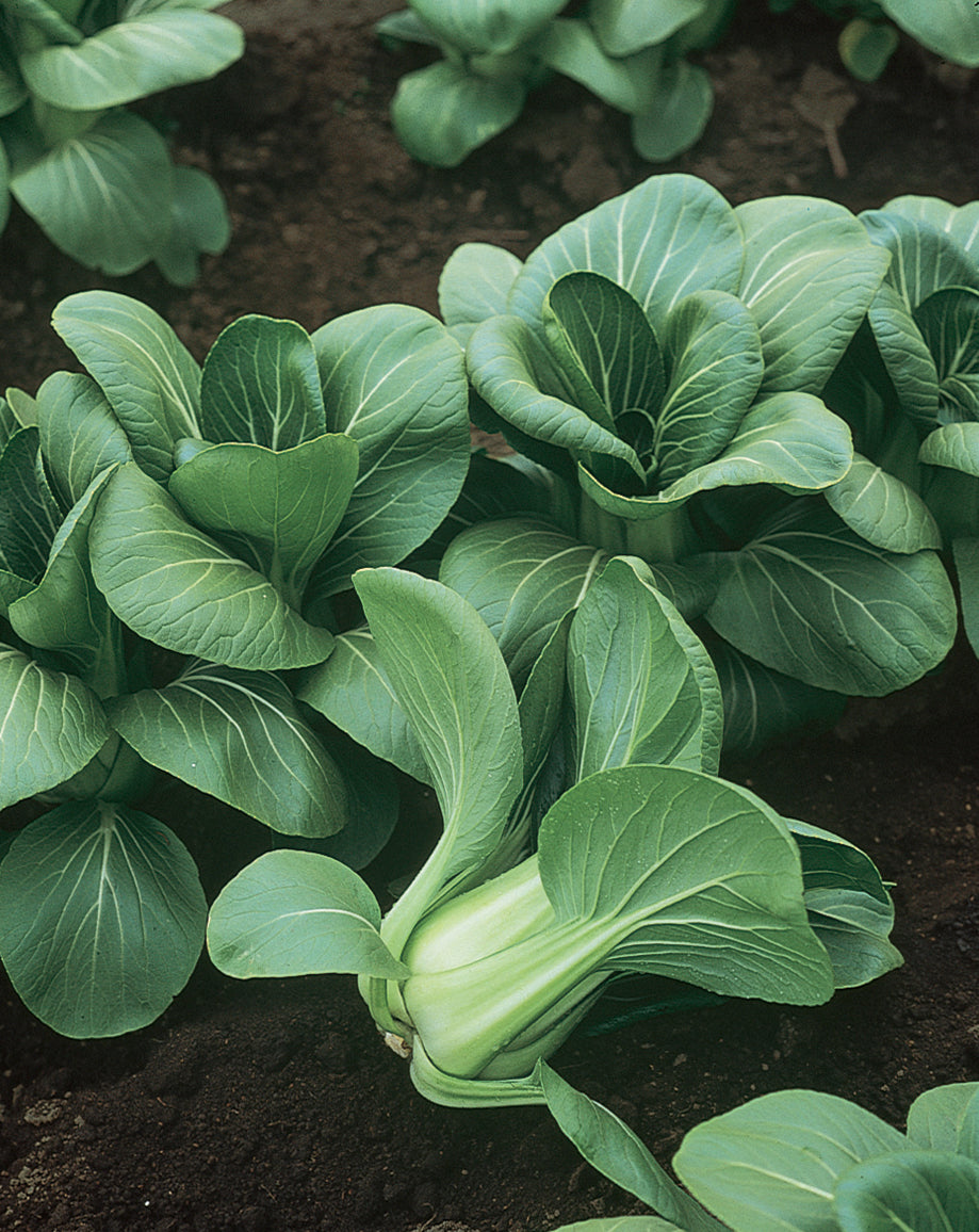 Mei Qing Choi, Pak Choi Cabbage