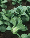 Mei Qing Choi, Pak Choi Cabbage