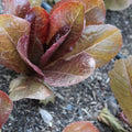 Merveille Four Seasons, Organic Lettuce Seeds