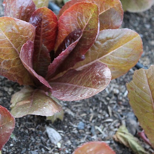 Merveille Four Seasons, Organic Lettuce Seeds