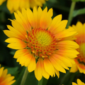 Mesa Peach, Gaillardia