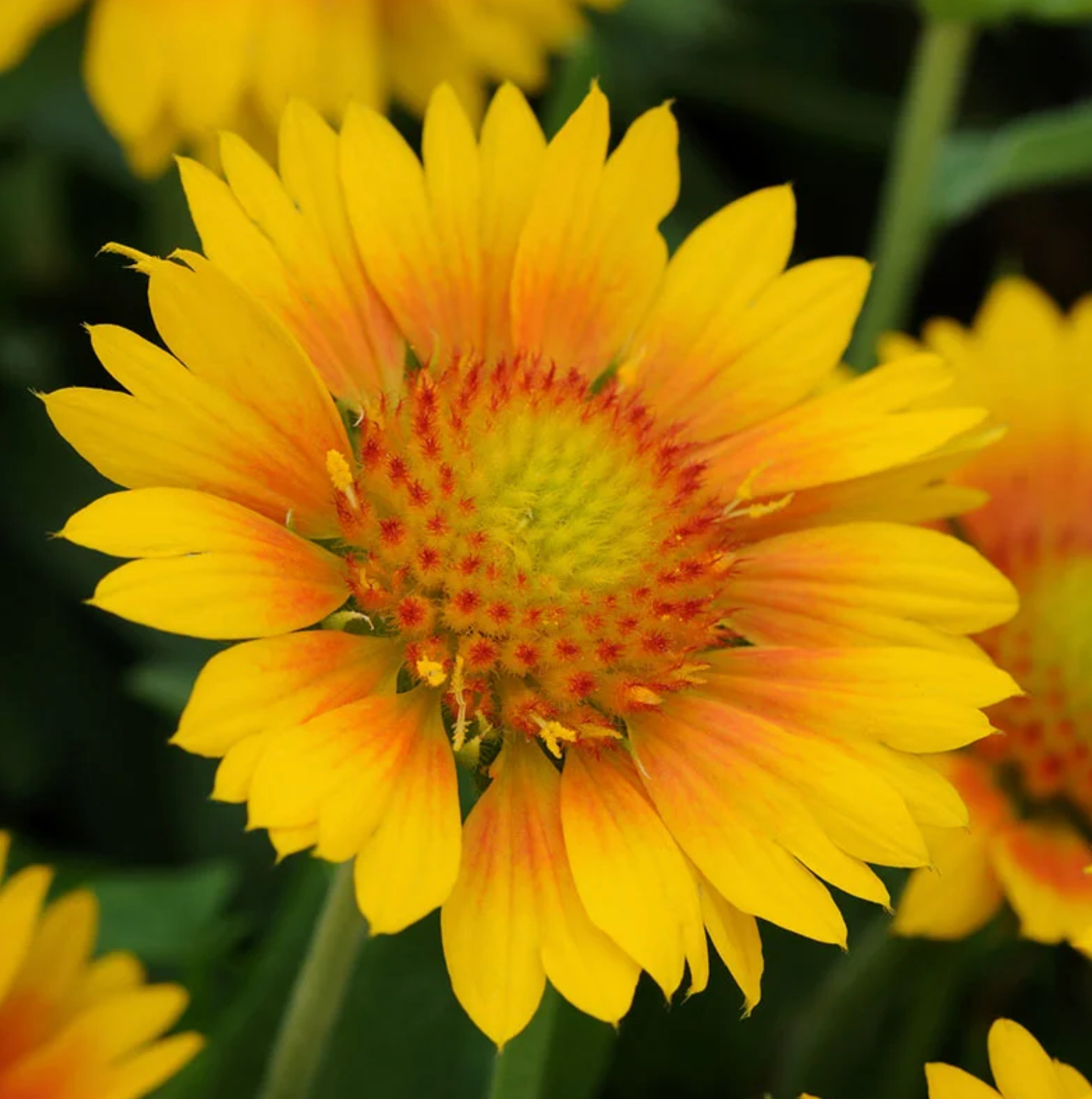 Mesa Peach, Gaillardia