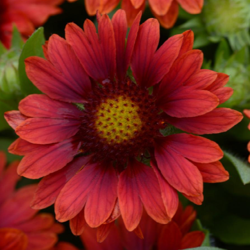 Mesa Red, Gaillardia
