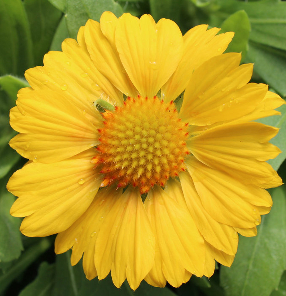 Mesa Yellow, Gaillardia