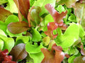 Garden Mesclun Blend, Green Seeds