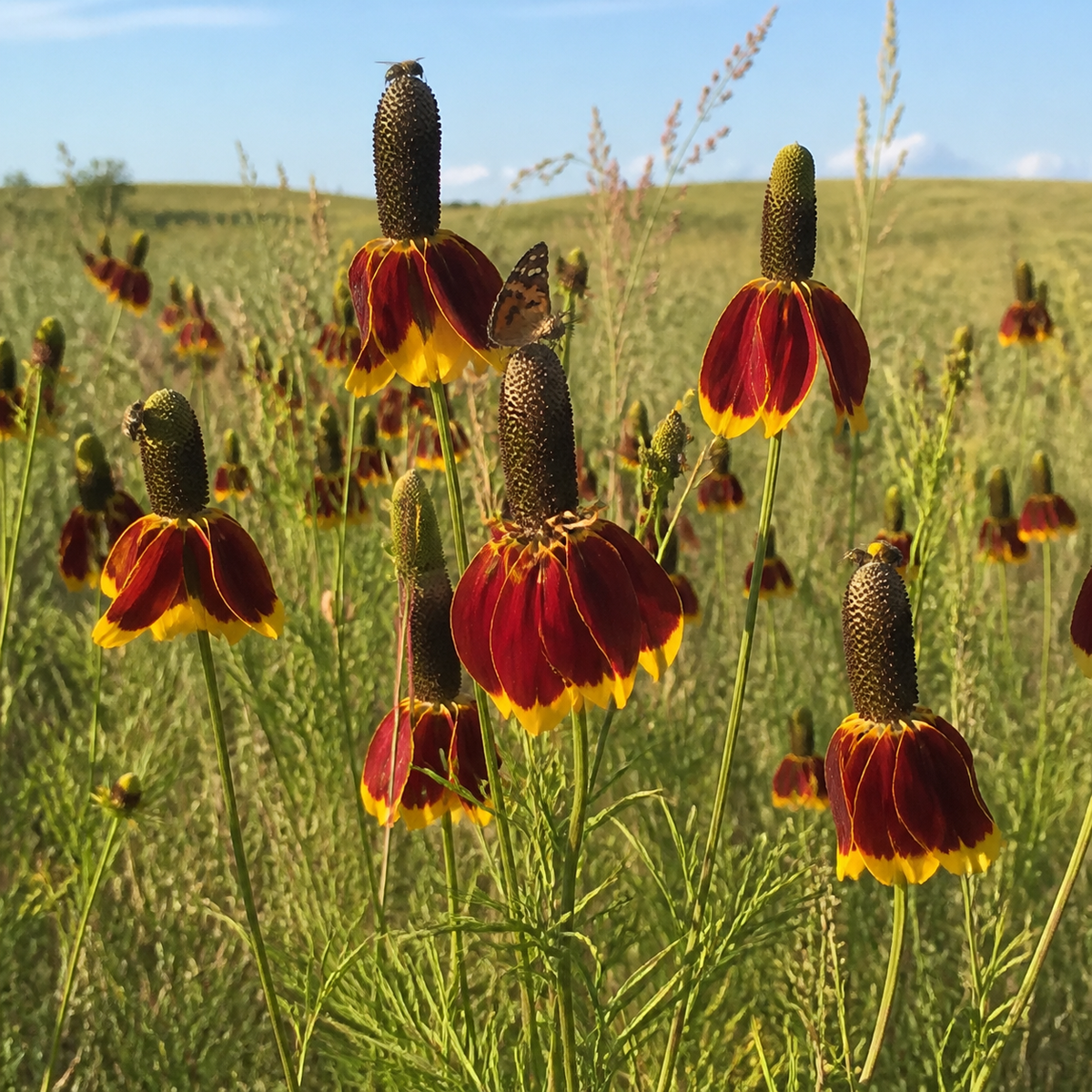Mexican Hat Prairie Coneflower in nature
