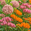 Native Milkweed Mix, Milkweed Seed