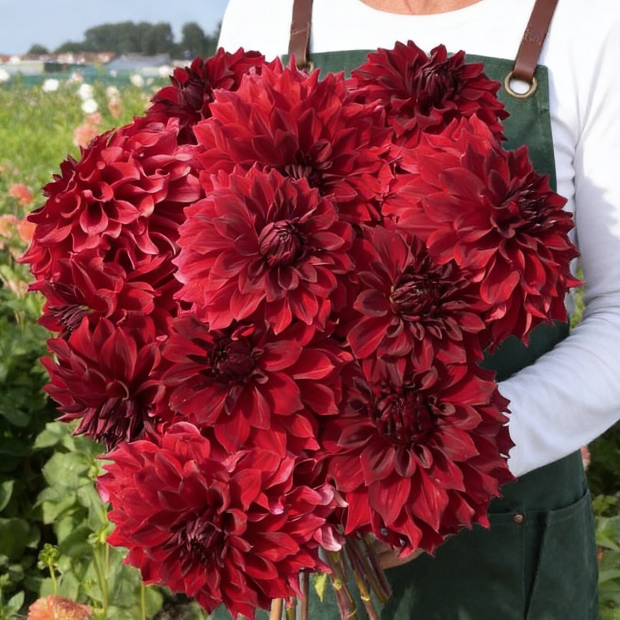 Mingus Alex, Dahlia Tubers