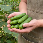 Mini Me, (F1) Organic Cucumber Seeds