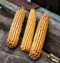 Minnesota 13, Corn Seed