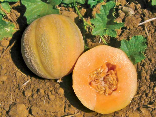 Minnesota Midget, Melon Seeds