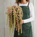 Mira, Amaranthus Seeds