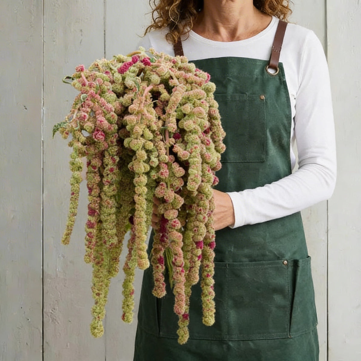 Mira, Amaranthus Seeds