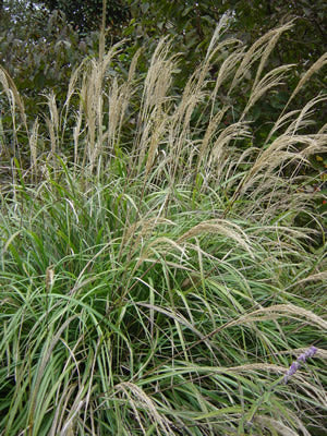 Miscanthus, Ornamental Grass Seed