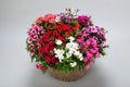Mix Diamond, Dianthus