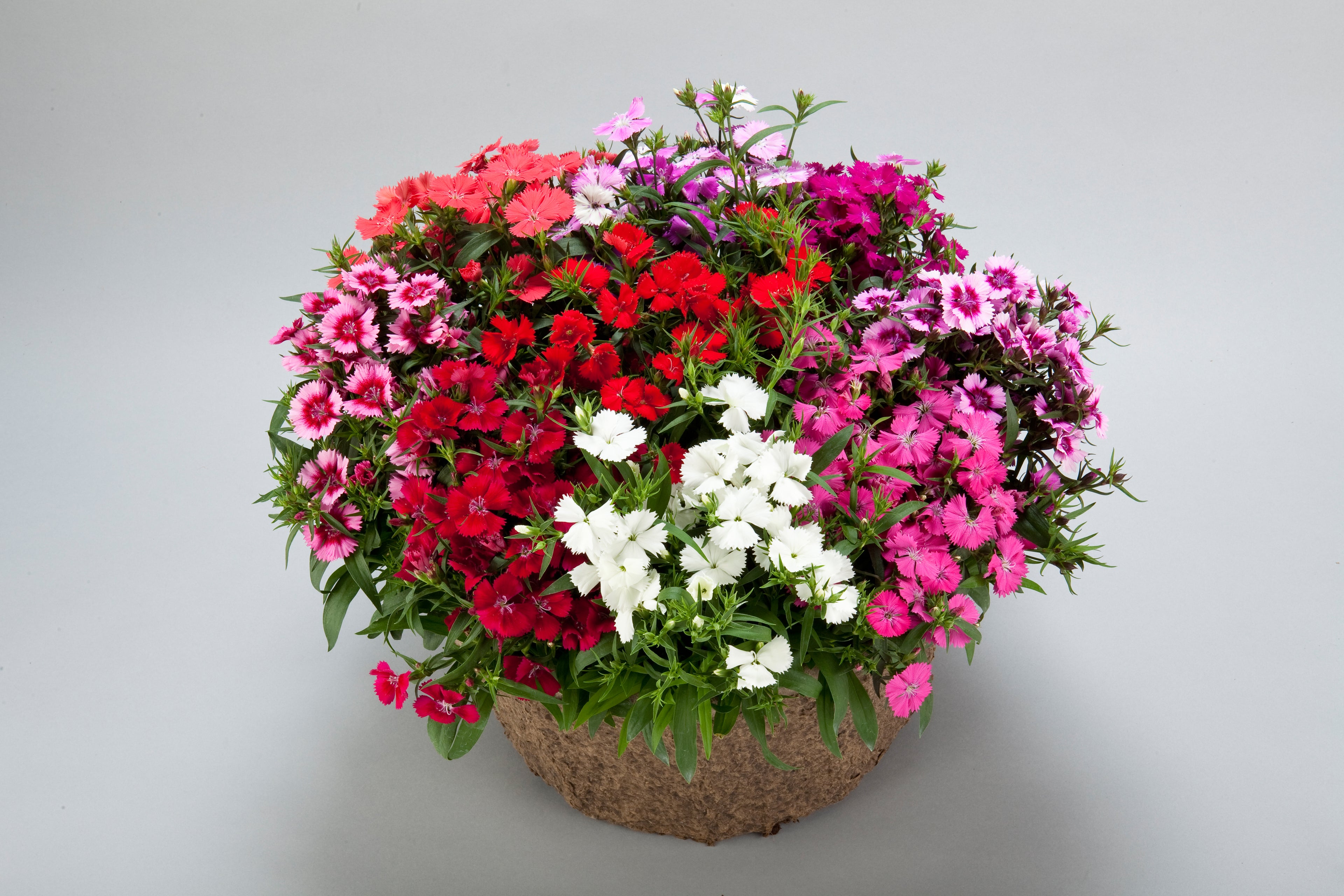 Mix Diamond, Dianthus