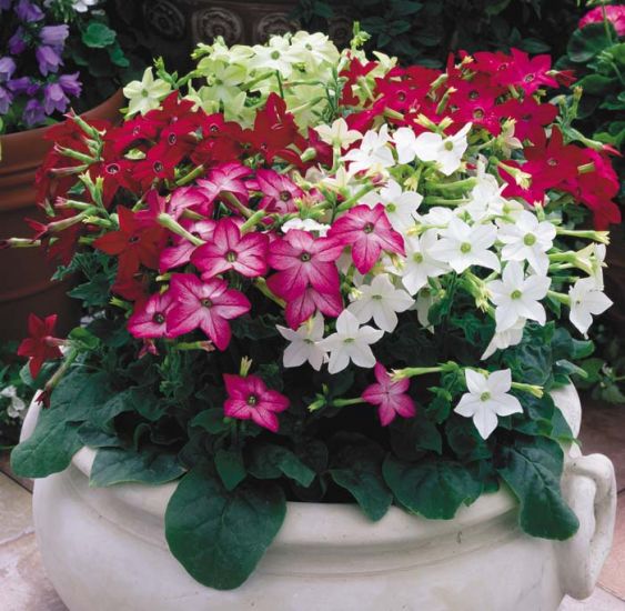 Saratoga Mix, Nicotiana Seed
