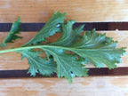 Mizuna Green Mustard Seed, Greens